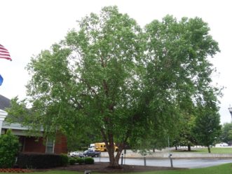 Choose a location that will accommodate the oval to round crown of a multi-trunked ‘Cully’ (Heritage®) river birch. Robert F. Polomski, ©2021 HGIC, Clemson Extension