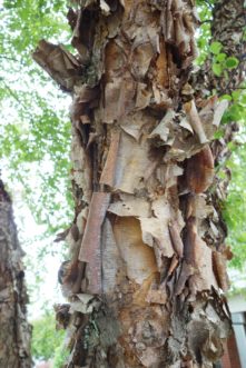 ‘Cully’ (Heritage®) river birch possesses pinkish to brownish outer bark that peels in large sheets to expose a creamy white inner bark. Robert F. Polomski, ©2021 HGIC, Clemson Extension