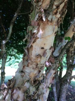 ‘Little King’ (Fox Valley®) dwarf river birch has attractive exfoliating bark. Robert F. Polomski, ©2021 HGIC, Clemson Extension