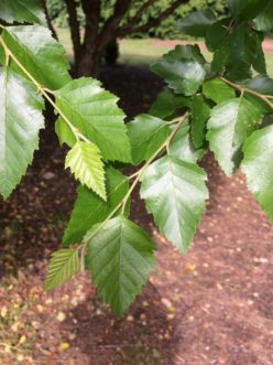 ‘Little King’ (Fox Valley®) dwarf river birch has medium-green leaves and attractive exfoliating bark. Robert F. Polomski, ©2021 HGIC, Clemson Extension