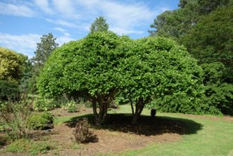 ‘Little King’ (Fox Valley®) dwarf river birch possess a compact broad-pyramidal to broad-rounded habit. Robert F. Polomski, ©2021 HGIC, Clemson Extension