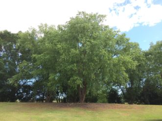 Mature, multi-trunked river birch (Betula nigra) exhibits a rounded, irregular crown. Robert F. Polomski, ©2021 HGIC, Clemson Extension