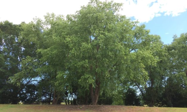 River Birch