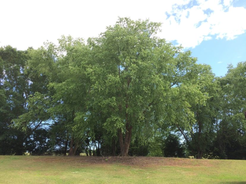 Willow Tree Guide: All 19 Species & How Its Bark Changed Science