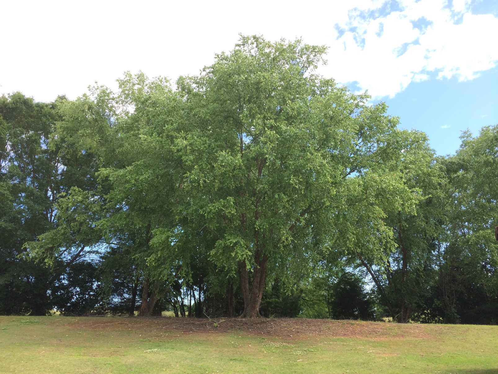 River Birch Clump Trees (Betula nigra)