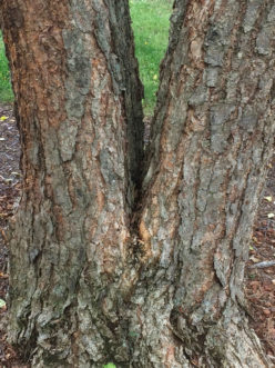 Old river birch trunks develop scaly or platy bark. Robert F. Polomski, ©2021 HGIC, Clemson Extension