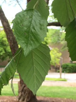 River birch produces distinctive ovate- or egg-shaped leaves with doubly serrated leaf margins. Robert F. Polomski, ©2021 HGIC, Clemson Extension