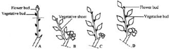Taken from "Small Fruits in the Home Garden," by E.B. Poling, North Carolina Master Gardener Manual, NC State University.