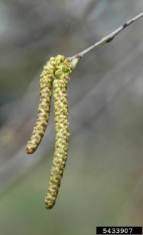 The attractive pollen-producing male or staminate catkins of river birch garner interest from the fall through spring months. Karan A. Rawlins, University of Georgia, Bugwood.org