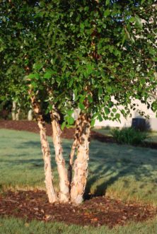 The colorful, peeling bark of a multi-trunked BNMTF (Dura-Heat®) river birch provides year-round interest. Robert F. Polomski, ©2021 HGIC, Clemson Extension.