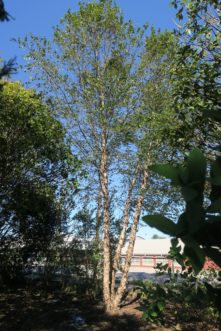 The confined location of this WHIT XXV (City Slicker®) river birch altered it typical broad pyramidal to oval crown when grown in the open. Maryann Debski, JC Raulston Arboretum