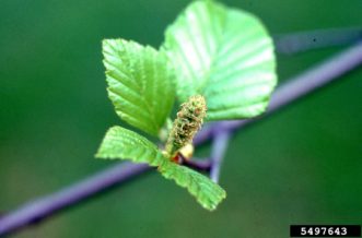 The erect female catkins of river birch develop as new leaves emerge in the spring. T. Davis Sydnor, The Ohio State University, Bugwood.org.
