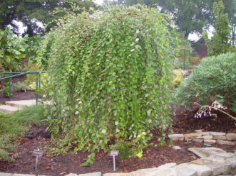 The pendulous form of Summer Cascade weeping river birch provides fall and winter interest. Mark Weathington, JC Raulston Arboretum