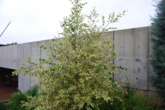 As a specimen, ‘Shiloh Splash’ river birch draws attention to its unique green and white variegated leaves. Mark Weathington, JC Raulston Arboretum.
