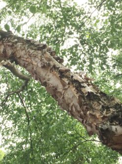 Young river birch branches shed their outer bark in papery curls. Robert F. Polomski, ©2021 HGIC, Clemson Extension