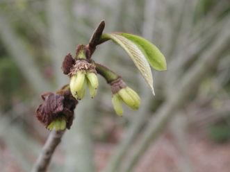 Inch-long, "hand" clusters of fruit develop after successful pollination.