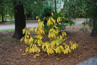 After harvest, pawpaw trees, such as 'Wells', add attractive fall color in the landscape.