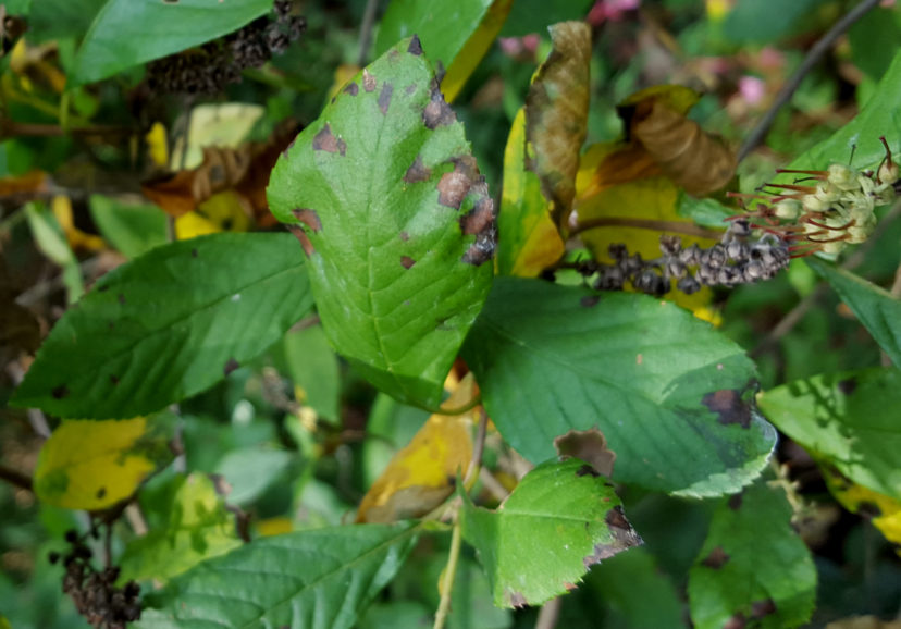 Pseudocercospora leaf spot is a late season disease of summersweet clethra (Clethra alnifolia).