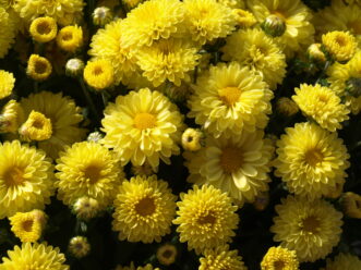 Close-up of bright yellow ‘Viviana Yellow’ Belgian Mum® blooming in fall..