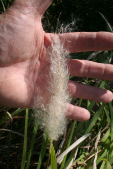 Cogongrass (Imperata cylindrica) seedheads appear in early summer. Steve Compton, Department of Plant Industry, Clemson University