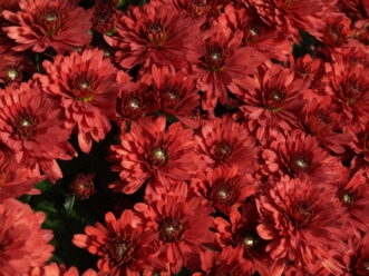 Dark red ‘Savona’ Belgian Mum® showing dense clusters of long-lasting flowers.