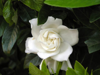 Double-flowered gardenia (Gardenia jasminoides) blossom.