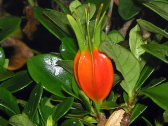 Gardenia “hips” are the fruit that occasionally appear in fall (Gardenia jasminoides).