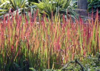 Japanese bloodgrass (Imperata cylindrica ‘Red Baron’). Karen Russ, ©2009 HGIC, Clemson Extension