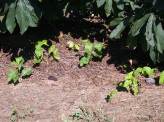 Mature pawpaw trees will sucker profusely from the roots.