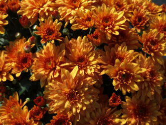 Orange ‘Conaco Orange’ Belgian Mum® displaying mid-season blooms in a garden bed.
