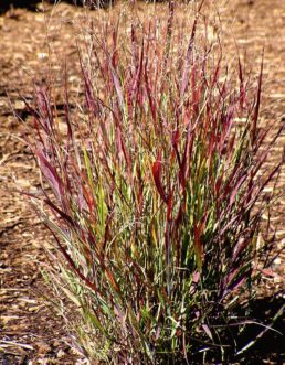 Panicum virgatum ‘Shenandoah’. Karen Russ, ©2009 HGIC, Clemson Extension