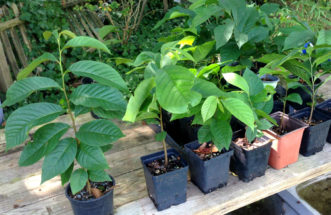 Pawpaw (Asimina triloba) container-grown seedlings will transplant with a higher success rate.