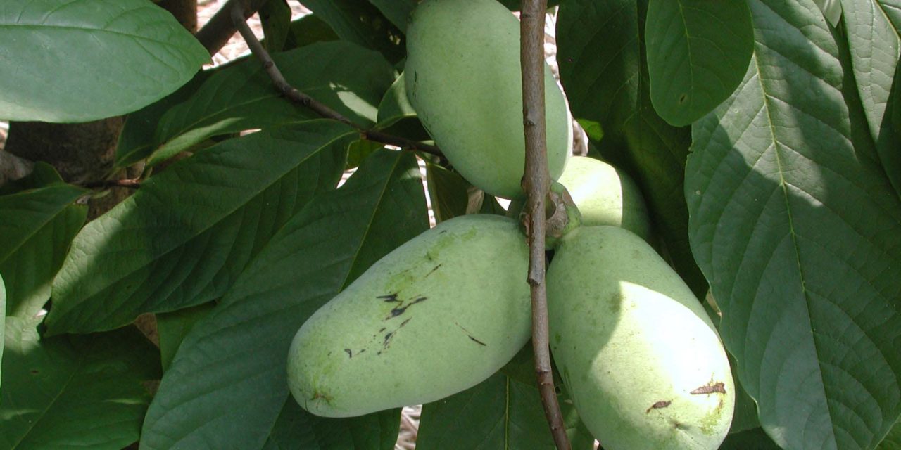 Pawpaw (Asimina triloba) fruit may be borne singly or in clusters.