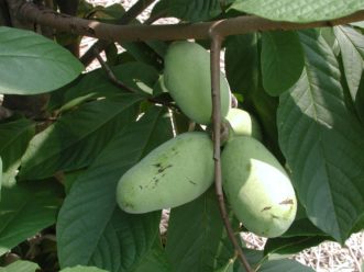 Pawpaw (Asimina triloba) fruit may be borne singly or in clusters.