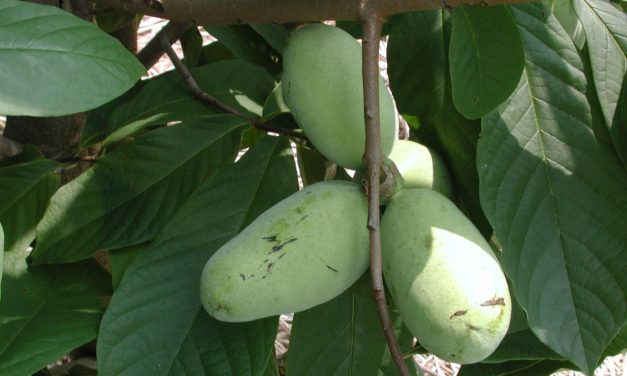 Pawpaw (Asimina triloba) fruit may be borne singly or in clusters.