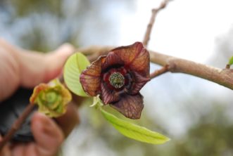 Pawpaw flowers (Asimina triloba) have dark, maroon-colored petals.