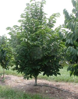 Pawpaw fruit drop soon after ripening. Straw mulch under the trees reduces bruising. Note the pyramidal form of the mature tree.