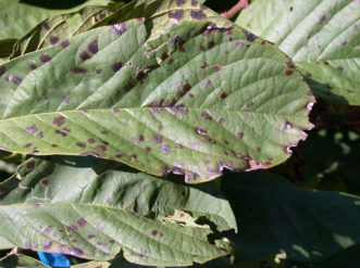 Phyllosticta fungal disease complex produces black spots on leaves.
