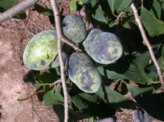 Phyllosticta fungal disease complex produces black splotches on fruit.
