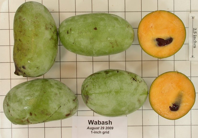 Wabash pawpaw fruit. One of the largest fruited cultivars.