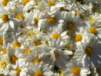 White ‘Margo White’ Belgian Mum® with yellow centers in full bloom.