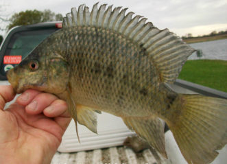 A free of charge permit from SC DNR is required to stock tilapia.