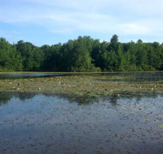 After spraying Imazypyr, there is a significant kill of waterlilies (Nymphaea odorata) on the pond.