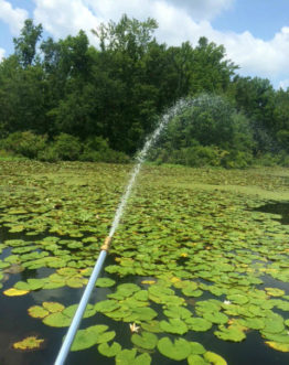 Y:\CAFLS\HGIC\Data\cascade1_word\wordpress images\1720\imazypyr _on_ lily_pads_wch_480_pdf.jpg