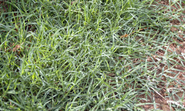 Bermudagrass