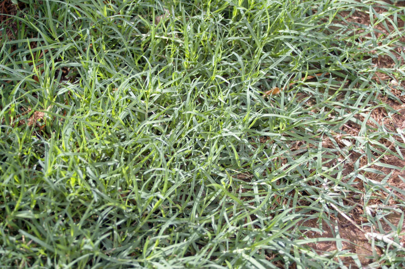 Maya (Blackjack II) Bermuda Lawn Grass Seed For Planting