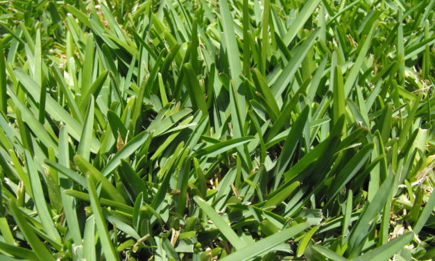 St. Augustinegrass
