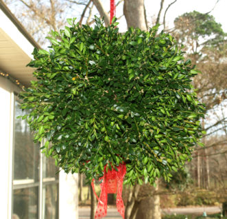 A boxwood kissing ball is an unusual alternative to the usual mistletoe sprig.