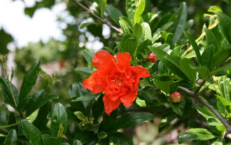 “Close-up of red pomegranate flower showing crepe-like petals”