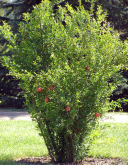 “Mature pomegranate shrub with glossy green leaves and slender gray stems”